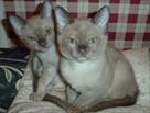 lovely burmese kittens for free adoption