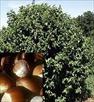 hazel nut plants for sale