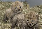 cheetah cubs for sale|tiger cubs for sale|lion cub