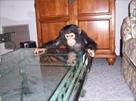 sweet baby chimpanzee monkeys for sale