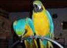 good looking and adorable blue and gold macaw parr
