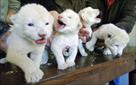 cheetah cubs and lion cubs and tiger cubs for sale