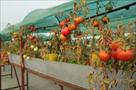 xefarm rooftop organic farming