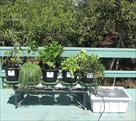 fullbloom hydroponics
