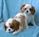 king charles puppies for xmas commpannion