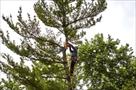 newark tree care