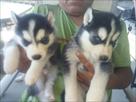 super siberian husky puppies for you