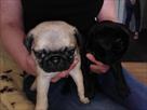 well bred healthy pugs puppies