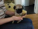 well bred healthy pugs puppies
