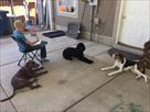 cornerstone dog training