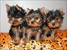 gorgeous teacup yorkie puppies available text us