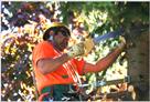 memphis tree removal