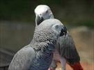 pair of great congo african grey parrots