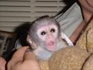 cute baby capuchin monkeys for a adoption
