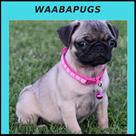 waaba pugs pug puppies for sale