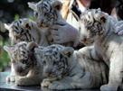 white tiger cubs for sale