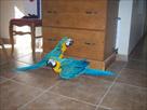 i really need to find my blue and gold macaw parr