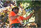 atlanta tree removal