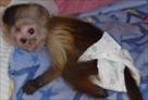male and female baby capuchin monkeys for your hom
