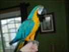 2 year old blue and gold macaw