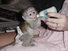gorgeous baby capuchin monkeys for sale
