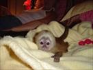 a capuchine monkey for free adoption