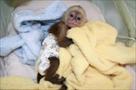 lovely cream brown white face baby capuchin monkey