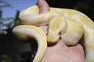 albino  and piebald  ball pythons for  adoptions