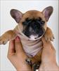 adorable french bulldog babies for sale rehoming