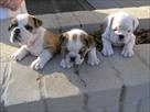 cute male and female english bulldog puppies