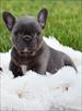 adorable french bulldog babies for sale rehoming