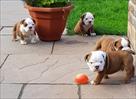 male and female english bulldog for new homes