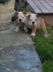male and female english bulldog for new homes