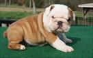 affectionate pure breed english bulldogs puppies
