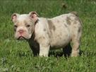 cute english bulldog puppies for sale