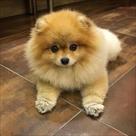 adorable pomeranian puppies for sale
