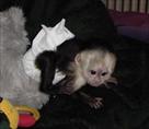 adorable female baby capuchin monkey for adoption
