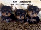 teacup yorkie puppies ready for their new homes