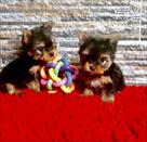 gorgeous tiny yorkie puppies for adoption