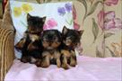 akc yorkie  and up to date on shots and deworming