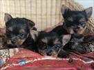 gorgeous tiny yorkie puppies for adoption  very pl