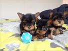super tiny teacup male and female  yorkie for sale