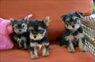 affectionate and affordable yorkie puppies