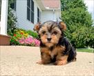yorkshire terrier puppy small cute