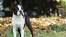 boston terrier for sale central park puppies