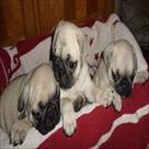 adorable and healthy pug puppies for sale