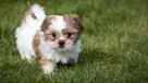 shih tzu puppies for sale central park puppies