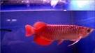 arowana fishes for sale at affordable prices