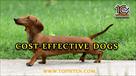 the 10 most cost effective dogs