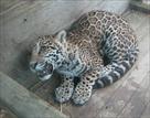 exotics animals for sale   jaguar cubs